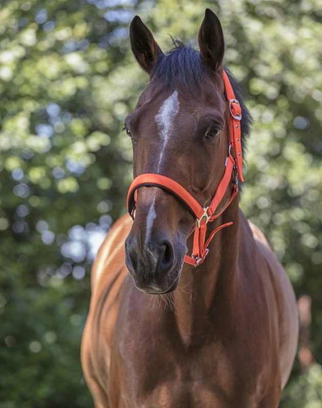 Ohlávka pro koně NORTON FLUO oranžová