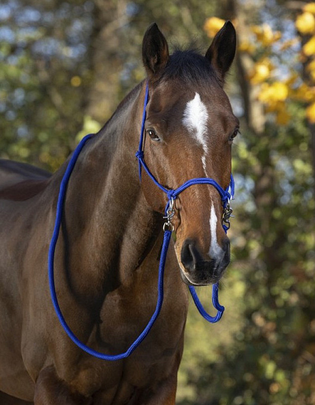 Jezdecká provazová ohlávka Norton včetně otěží royal blue